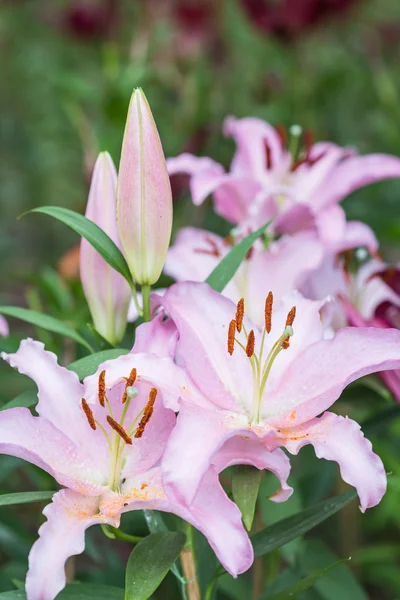 Giglio fiore nel giardino pubblico a Chiang Rai, Thailandia — Foto Stock