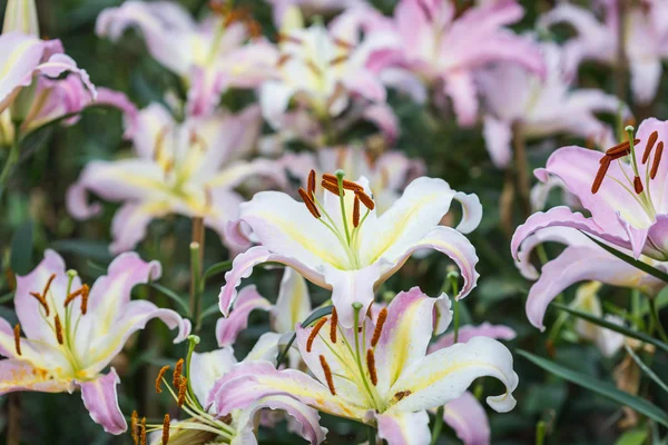 Chiang Rai, Tayland kamu bahçe Lily çiçek — Stok fotoğraf