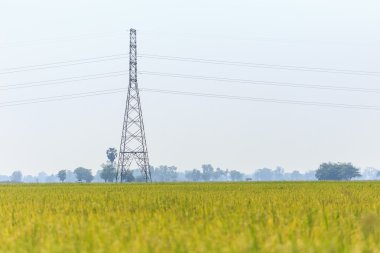 Pirinç alan yüksek gerilim elektrik direği