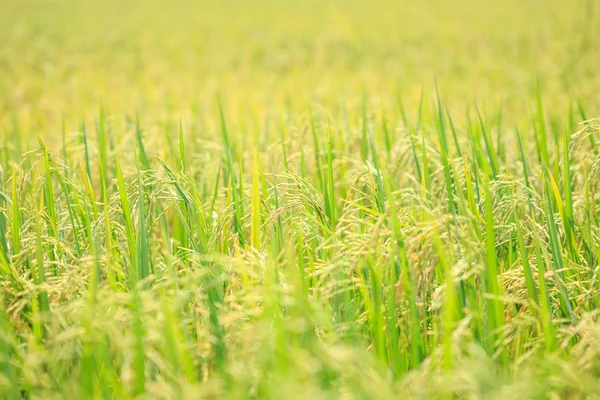 Jonge groene rijst veld in Thailand — Stockfoto