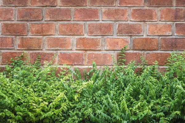 パターン緑の植物の壁テクスチャと背景 — ストック写真