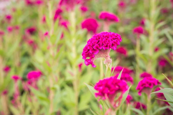 Red cockscomb flower in the garden — Stock Photo, Image