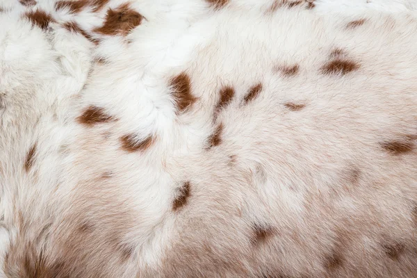 Bianco cavallo pelliccia texture per sfondo — Foto Stock