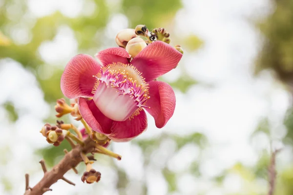 Çiçek Shorea robusta ağacın üzerinde bulanıklık bokeh — Stok fotoğraf