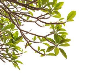 Ağaç üzerinde beyaz izole Frangipani çiçeğinin