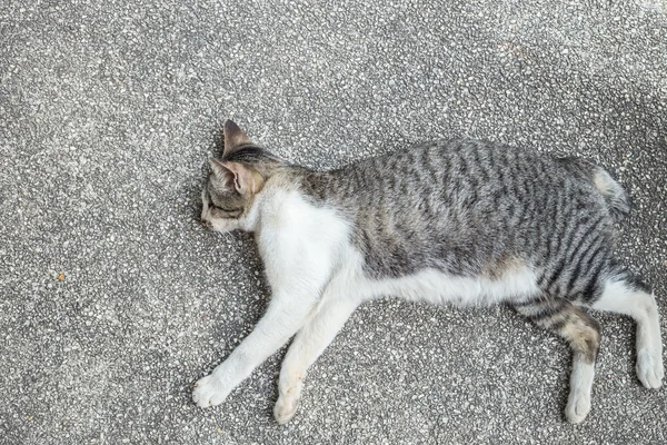 Yerde uyuyan gri ve beyaz kedi — Stok fotoğraf