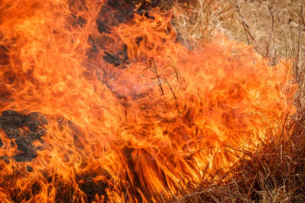 Fogo queimando campo de grama seca na Tailândia — Fotografia de Stock