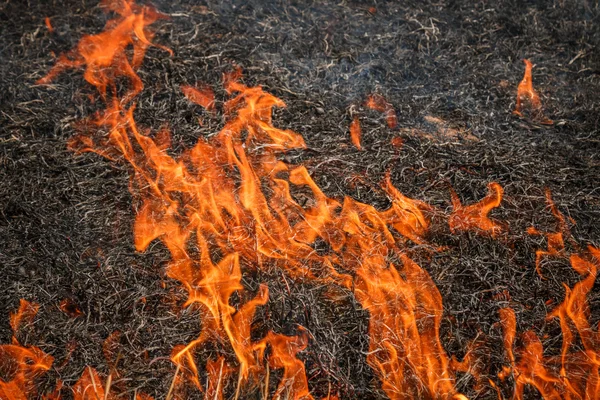 Ogień palenie pole suchej trawy w Tajlandii — Zdjęcie stockowe