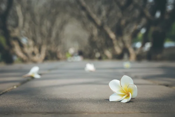 Kwiat Frangipani spadnie na ziemię — Zdjęcie stockowe