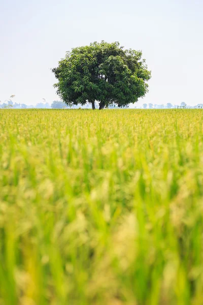 Velké mango strom v zelené rýžové pole — Stock fotografie