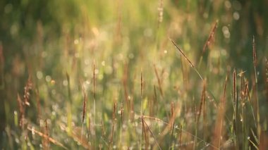 Bulanıklık ve bokeh çayır