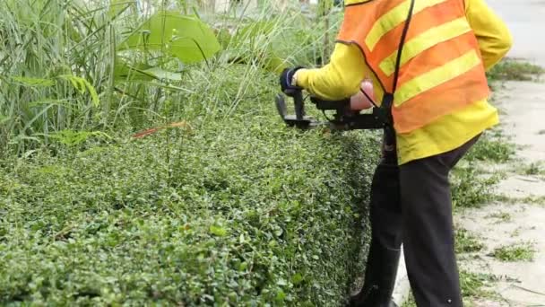 Gärtner schneidet die Hecke — Stockvideo