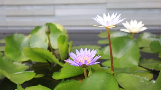 Flor de lótus na lagoa de água — Vídeo de Stock