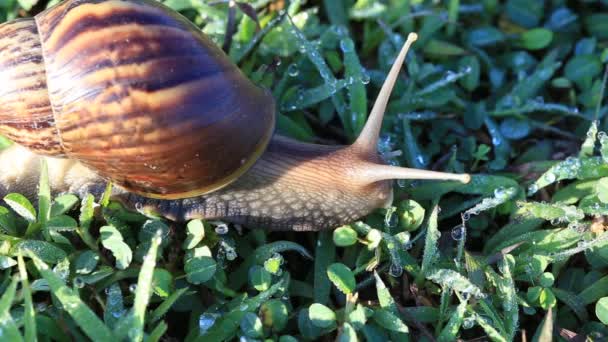 Snail walking on grass — Stock Video