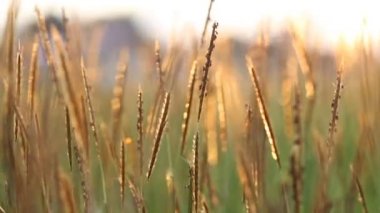 Bulanıklık ve bokeh çayır