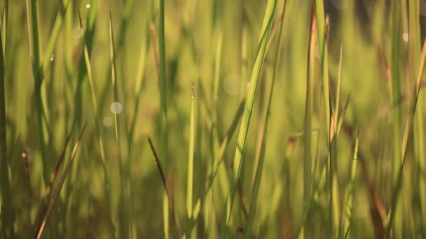 Blur and bokeh of meadow — Stock Video
