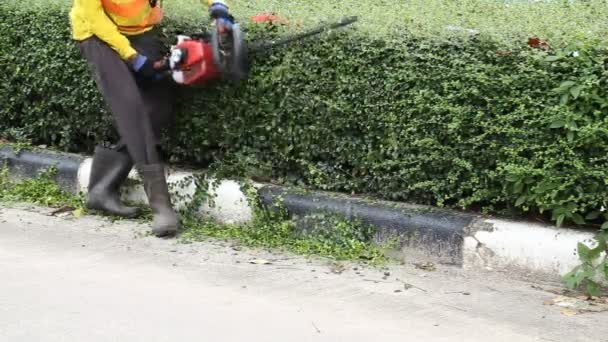 Tuinman is het trimmen van de afdekking — Stockvideo