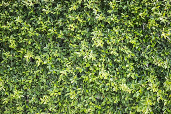 Pattern green plant wall texture and background — Stock Photo, Image