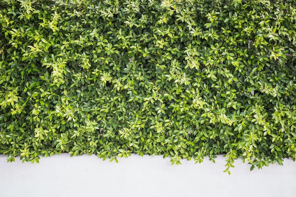 Patrón planta verde pared textura y fondo —  Fotos de Stock