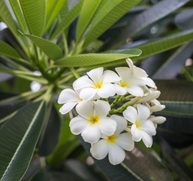 Beyaz Plumeria çiçek ağacın yaprağı ile