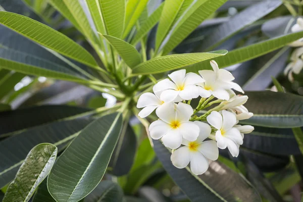 Flores de Plumeria Blanca con hoja en árbol — Foto de Stock