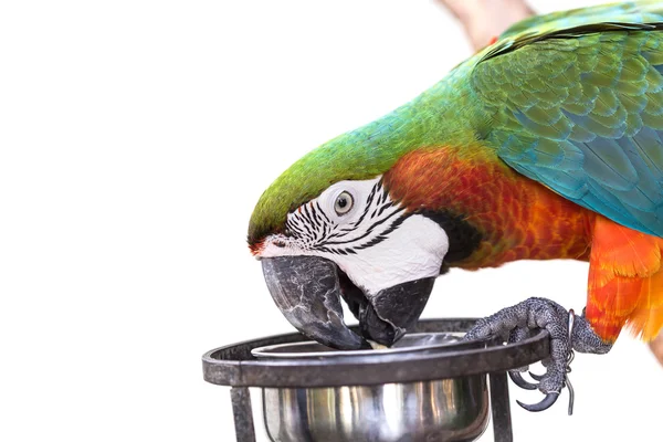 Kolorowe papugi ARA na białym tle z bliska — Zdjęcie stockowe