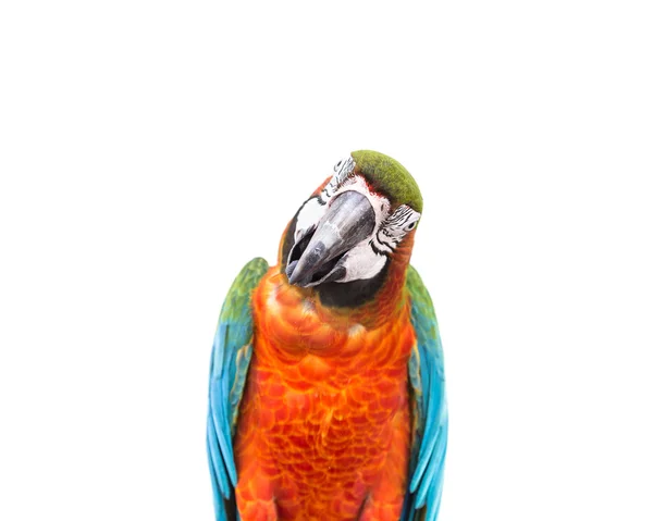 Kolorowe papugi ARA na białym tle z bliska — Zdjęcie stockowe