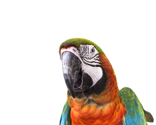 Close up colorful parrot macaw isolated on white — Stock Photo, Image