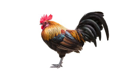 Orman kuşu, beyaz tenli güzel tavuk. 