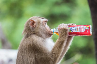 Bir maymun holding ve softdrink içme