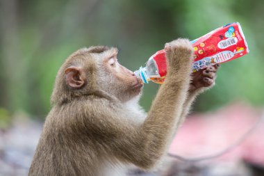 Bir maymun holding ve softdrink içme