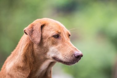 Kahverengi köpek yüzünü kapatmak