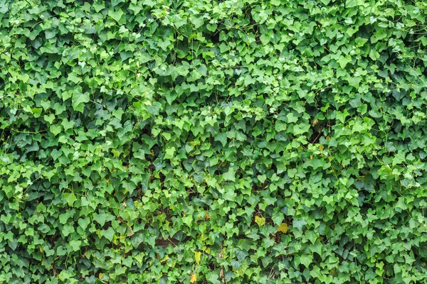 Анотація зеленої стіни лихоманки — стокове фото