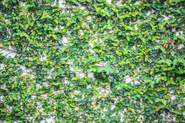 Abstract green wall of ivy gourd — Stock Photo, Image