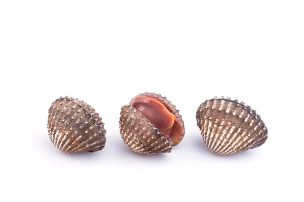 Raw blood cockle isolated on white background — Stock Photo, Image