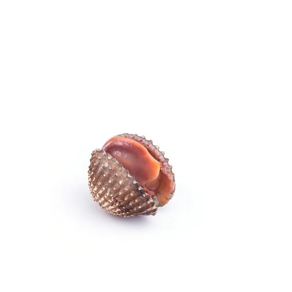 Raw blood cockle isolated on white background — Stock Photo, Image