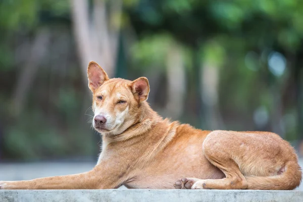 Brown cane posa su piattaforma di cemento — Foto Stock