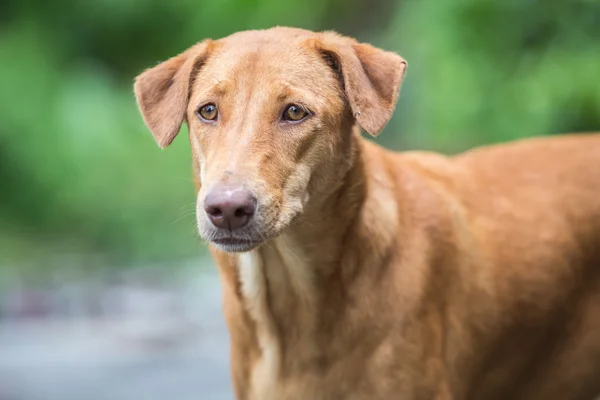 Закрыть лицо коричневой собаки — стоковое фото