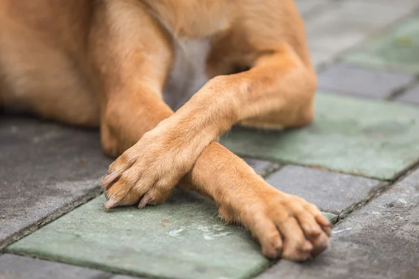 Ноги коричневой собаки лежат на дороге — стоковое фото
