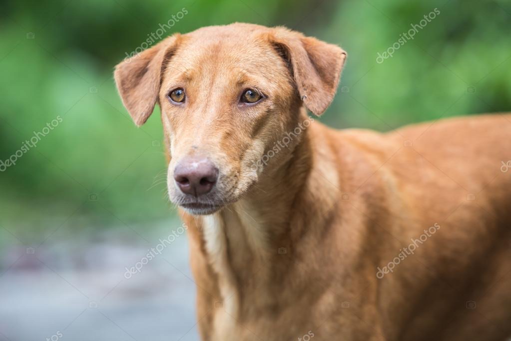 Gros Plan Visage De Chien Marron Photographie