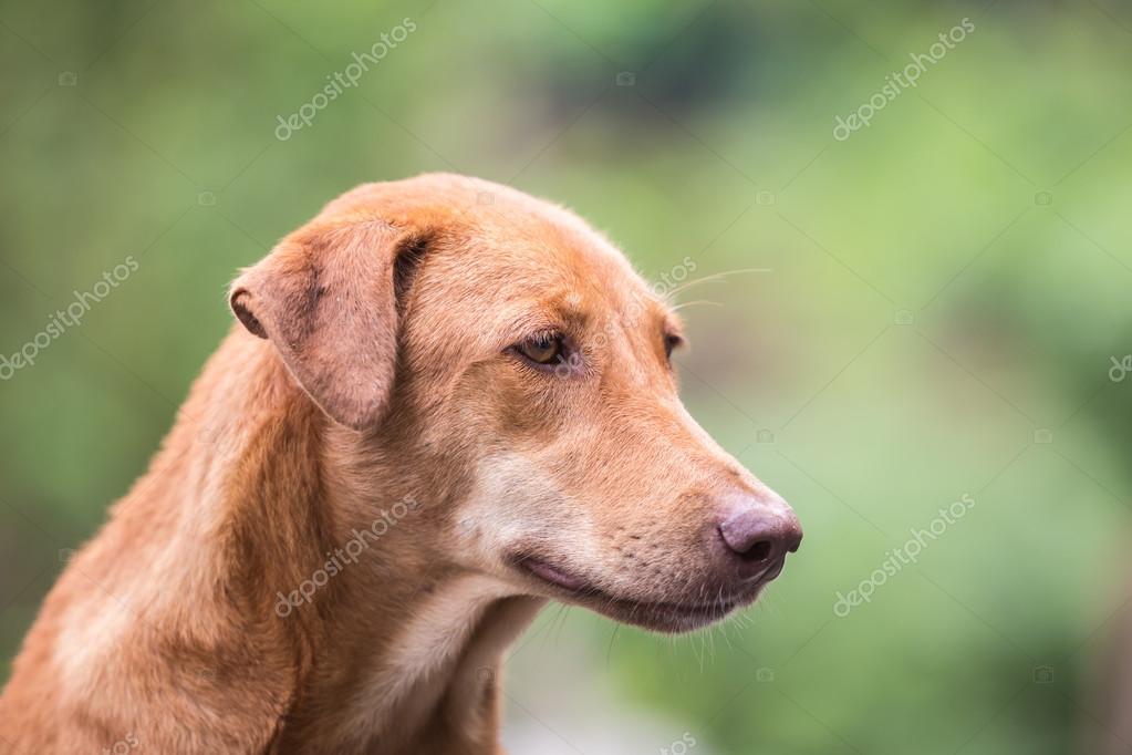 Gros Plan Visage De Chien Marron Photographie