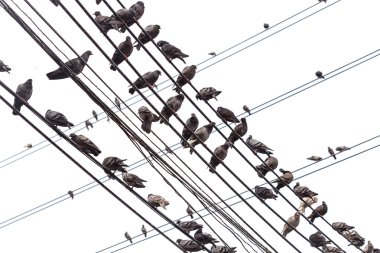 Güvercin beyaz izole bir elektrikli tel üzerinde grup 