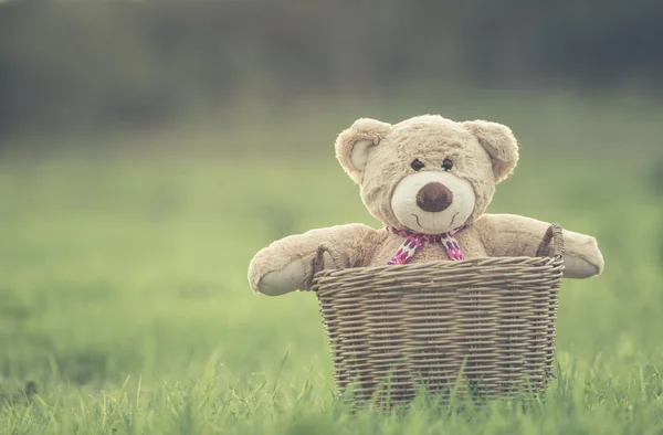 Lovely brown teddy bear in rattan basket on green field with len — Stock Photo, Image