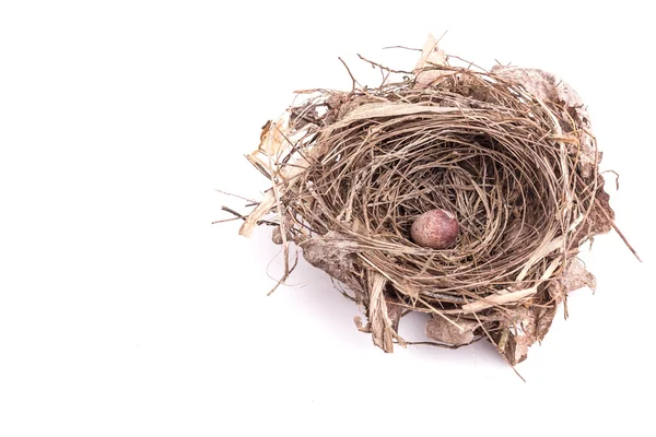 Beyaz izole bir yumurta ile eski kuş yuva kadar yakın — Stok fotoğraf