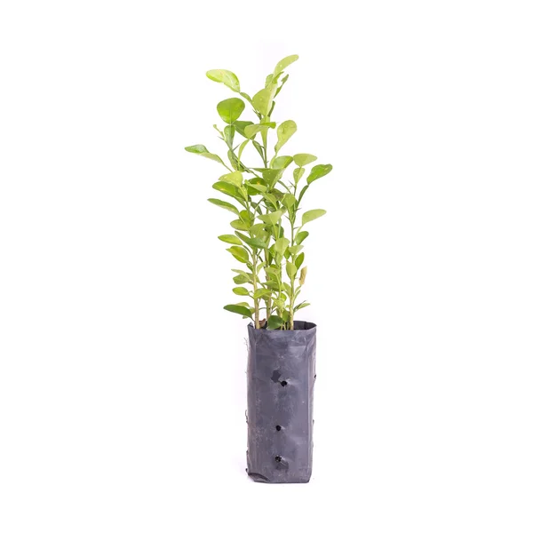 Mladý zelený citrónové strom v plastovém sáčku izolovaných na bílém poz — Stock fotografie