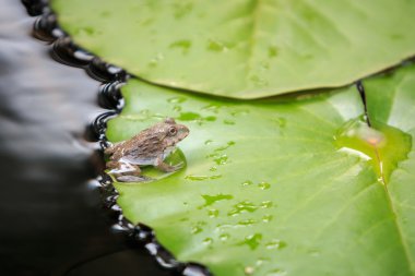 Yeşil lotus yaprağı üzerinde küçük bir kurbağa