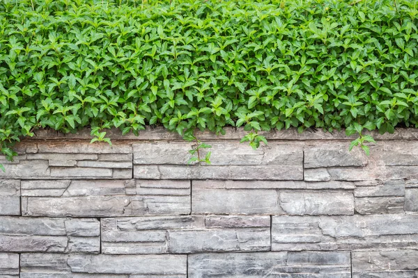 自然石の壁と緑のツタのパターン。装飾的な庭 — ストック写真