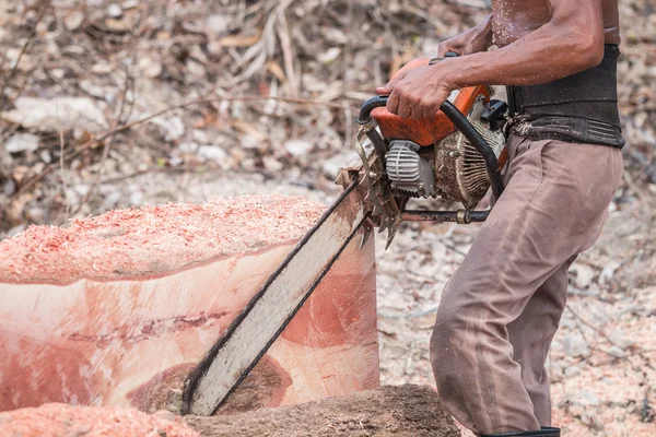 Trabajador tailandés cortando tronco con motosierra — Foto de Stock