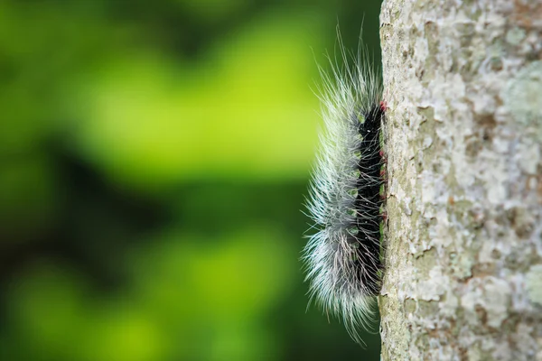 Makro lurviga larv på träd och oskärpa bakgrund — Stockfoto