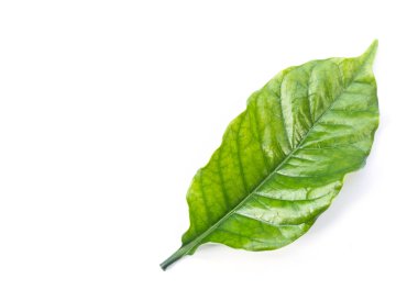 Üstten Görünüm yeşil kahve ağacı yaprak üzerinde beyaz izole